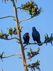 Ravens eating fruit from agave: 1024x1360